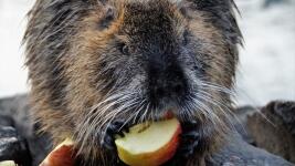 nutria 3-4834587 1280